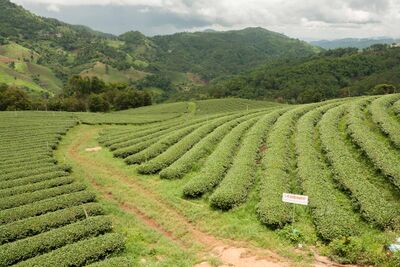 Tea garden in Doi Mae Salong